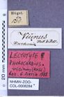Etikette zu Phorocardius vicinus (NHMW-ZOO-COL-0008284)